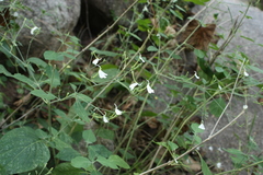 Rhinacanthus nasutus